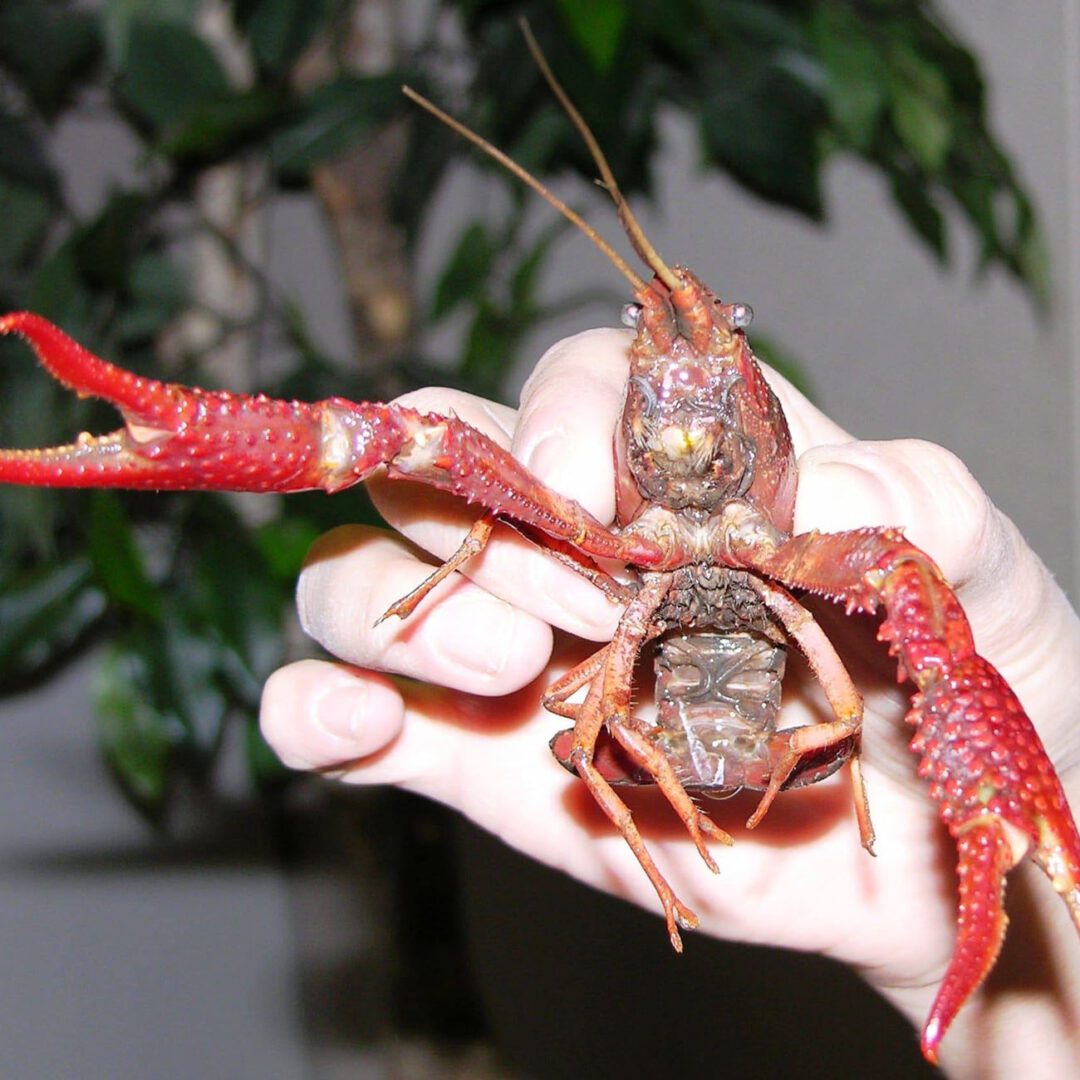 crab
